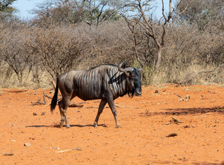 Sticker - Blue Wildebeest