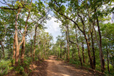 Fototapeta Sawanna - Tall trees between the country road, the entrance to the forest looks natural, green trees in late summer, clear sky, beautiful dirt road in Thailand.