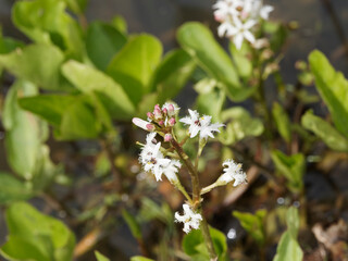 Poster - Menyanthes trifoliata | Trèfle d'eau ou Ményanthe trèfle d'eau. Plante aquatique des étangs à tiges à folioles émergées et grappes de fleurs rosâtres et blanchâtres, pétales entourés de cils blancs