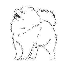 Pomeranian Dog Hand Drawn Sketch. Purebred Lap Dog Face On White Background.