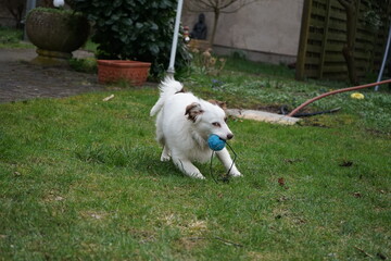 A cute small dog puppy playing