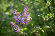 Lilac blossoming in spring