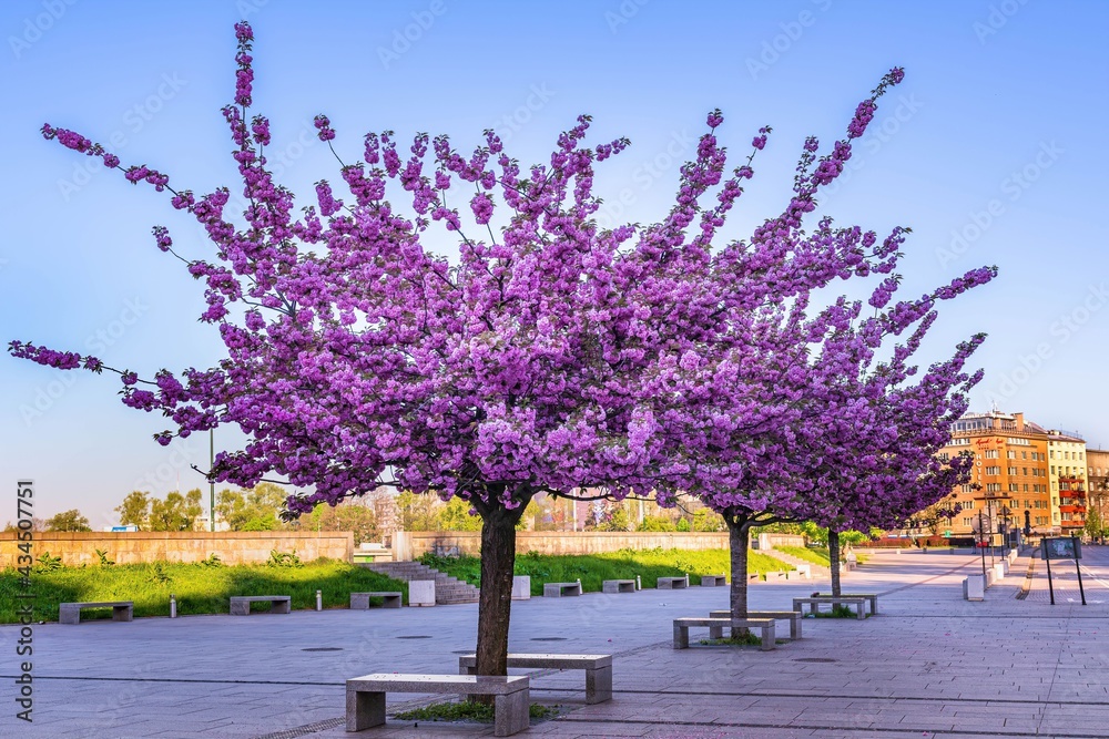 Kwitnące wiosenne drzewa na bulwarach wiślanych w Krakowie - obrazy, fototapety, plakaty 