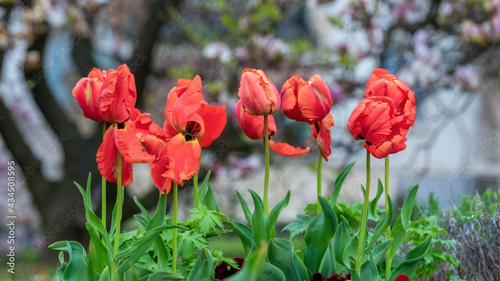 Czerwone wiosenne tulipany na tle drzew i trawy - obrazy, fototapety, plakaty 