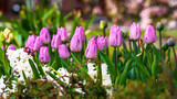 Fototapeta Tulipany - Wiosenne różowe tulipany 