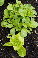 Poster - Wechselfrucht  im Garten 