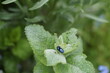 Der Erlenblattkäfer oder auch Blaue Erlenblattkäfer (Agelastica alni) ist eine Art aus der Familie der Blattkäfer (Chrysomelidae). Sie ist die einzige ihrer Gattung in Europa. Gelegentlich kommt es be