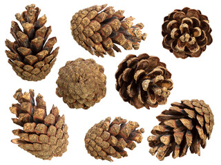 Poster - set of natural cones isolated on a white background