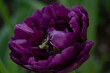 Purple tulip flower on green background