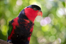 The Black Capped Lory Has A Black Feathers On Its Head And Is Red, Blue, Green And Black