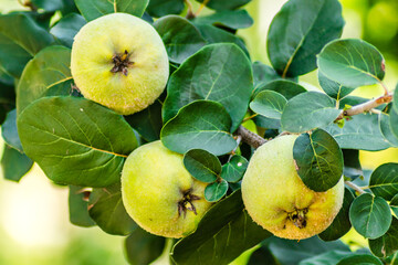 Mature fruits of yellow quince.