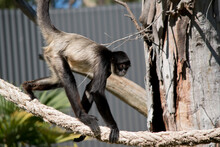 The Spider Monkey Is Walking Across A Rope