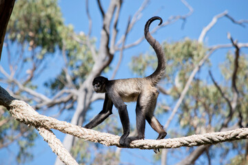 Wall Mural - the spider monkey is walking across a rope