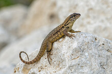 A Curly-tailed Lizard Rests On A Rock In Bahia Honda State Park In Florida.