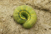 Top View Of A Green Caterpillar Of The Dun-bar Moth (Cosmia Trapezina)