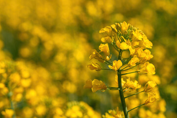 Fotomurales - Blooming yellow oilseed rape (Brassica Napus) flower in field