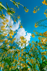 Fotomurales - Oilseed rape canola flowers in cultivated field, low angle view
