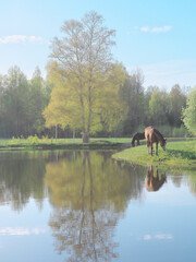 Misty landscape with two horses grazing in green pasture under green birch tree by blue pond on calm and sunny spring day. 