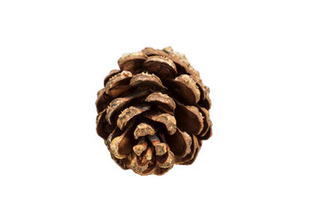 Poster - pine cone isolated on a white background.