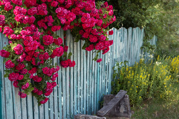 Wall Mural - Lush bloom of a twisting red rose on an old wooden rural fence.