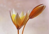 Fototapeta Tulipany - Kwiaty Tulipany zolte botaniczne Tarda. 