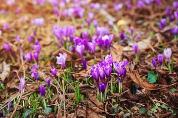 Wall Mural - Blooming crocus flowers on a meadow. Spring flowers in the wild nature.