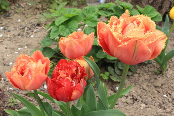 Wall Mural - Bright  red - yellow tulips bloom on a flower bed in a spring garden