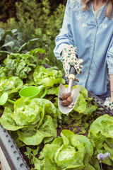 Wall Mural - pretty blonde young woman is looking for slugs in lettuce in raised bed in garden and is not a fan of the animals and is not happy