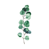 Fototapeta  - Watercolor eucalyptus green leaf isolated on white background. Hand drawn silver dollar eucalyptus branch greenery. Floral foliage herb botanical illustration