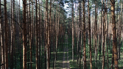 Top view of the road in the pine forest on a sunny spring day