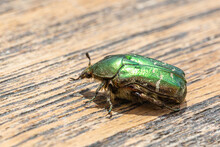 Close-up Of A Rose Chafer (Cetonia Aurata) With A Green Glossy Armature On A Brown Plank