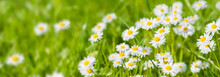 Panoramic Banner With Daisies In Grass
