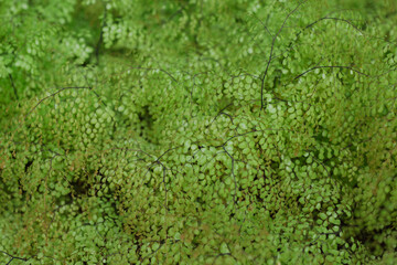  Beautiful green environment background texture