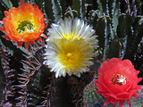 Fototapeta Natura - Colorful hybrid cactus flowers at the Arizona Sonora Desert Museum