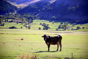 A cow standing in the green valley