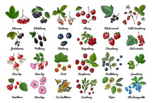 Vector Food Icons Of Berries. Colored Sketch Of Food Products. Black Currant, Red Currant, Wild Strawberry, Wild Strawberry, Rosehip Flowers, Cherry, Mountain Ash, Sea Buckthorn, Gooseberry