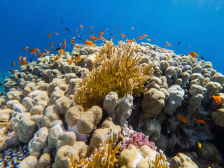 Wall Mural - colorful corals and exotic fishes at the bottom of the red sea. beautiful natural summer background