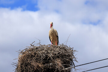 Wall Mural - Stork in a nest with a baby on a spring day