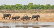 Thirsty elephants on the move, zimbabwe