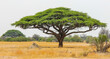 Acacia tree in zimbabwe - the symbol of Africa
