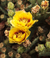 Two Beautiful Yellow Flowers Bloom From A Prickly Pear Cactus In Spring