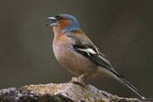 Common Chaffinch (Fringilla Coelebs) Sitting On A Stone. Wildlife Scene From Nature.