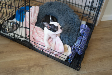 Boston Terrier puppy in a cage, crate with the door open. Her bed and blanket, plus toys and bowls can be see in the cage.