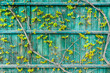 Türkise Hausfassade aus Holz mit grünen Weinblättern. Hintergrund. Turquoise wooden house facade with green vine leaves. Background.