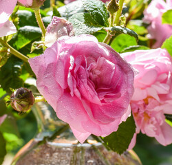 Pink flowers on a background of emerald greenery in the garden.