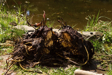 Wall Mural - The rhizome of a water lily after wintering in a film pond. Division of the rhizome.Reproduction and cultivation, growing of Nymphaea.