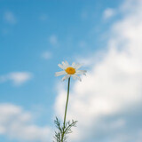 Fototapeta Kosmos - Chamomile and blue sky with clouds.