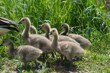 maturing goslings near grass