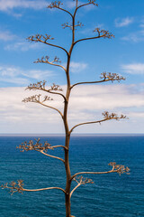 Agave sp con el mar y nubes de fondo