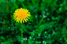  Dandelions On Field Of Green Meadows. Bright Summer Natural Background With Little White Flowers.